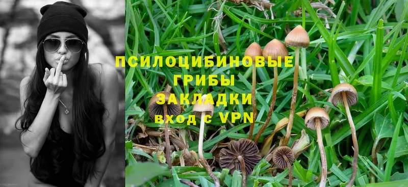 Псилоцибиновые грибы Psilocybine cubensis  Подольск 